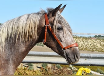 Andalusier, Wallach, 3 Jahre, 15 hh, Schimmel