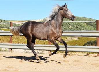 Andalusier, Wallach, 3 Jahre, 15 hh, Schimmel