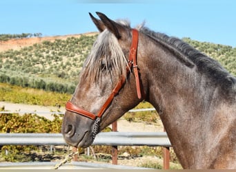 Andalusier, Wallach, 3 Jahre, 15 hh, Schimmel