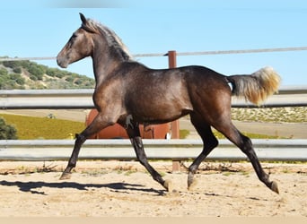 Andalusier, Wallach, 3 Jahre, 15 hh, Schimmel