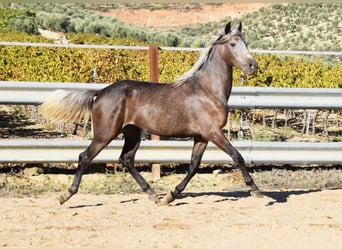 Andalusier, Wallach, 3 Jahre, 15 hh, Schimmel