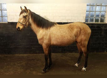 Andalusian, Gelding, 3 years, 15,1 hh, Buckskin