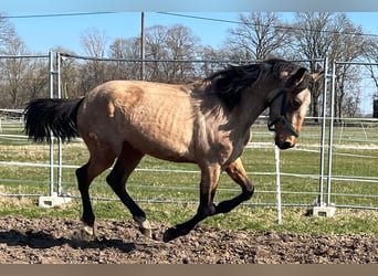 Andalusian, Gelding, 3 years, 15,1 hh, Buckskin