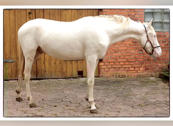 Andalusian, Gelding, 3 years, 15,2 hh, Cremello