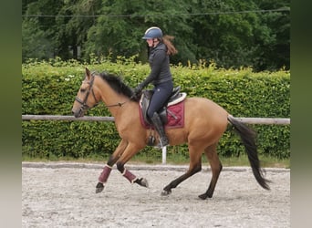 Andalusian, Gelding, 3 years, 15,2 hh, Dun