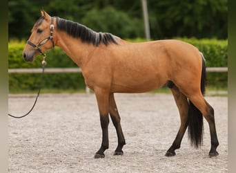Andalusian, Gelding, 3 years, 15,2 hh, Dun