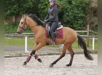 Andalusian, Gelding, 3 years, 15,2 hh, Dun