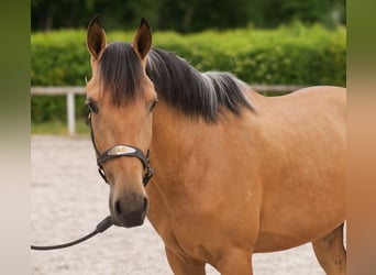 Andalusian, Gelding, 3 years, 15,2 hh, Dun