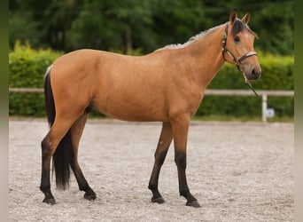 Andalusian, Gelding, 3 years, 15,2 hh, Dun