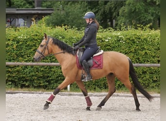 Andalusian, Gelding, 3 years, 15,2 hh, Dun