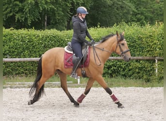 Andalusian, Gelding, 3 years, 15,2 hh, Dun