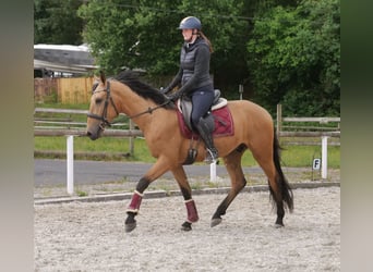 Andalusian, Gelding, 3 years, 15,2 hh, Dun