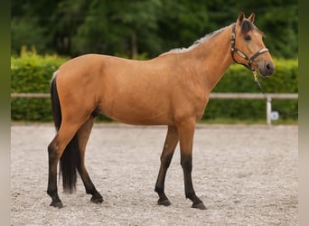 Andalusian, Gelding, 3 years, 15,2 hh, Dun