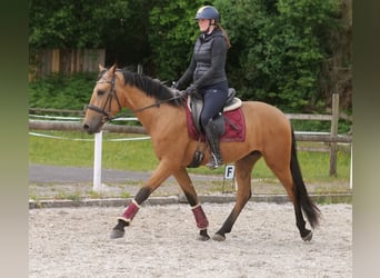 Andalusian, Gelding, 3 years, 15,2 hh, Dun