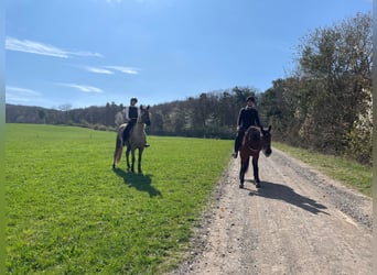 Andalusian Mix, Gelding, 3 years, 15,2 hh, Palomino