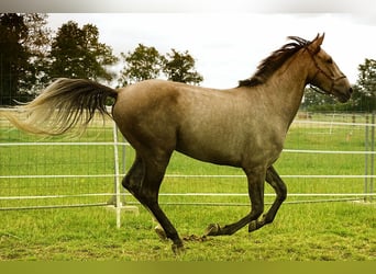 Andalusian, Gelding, 3 years, 15,3 hh, Buckskin