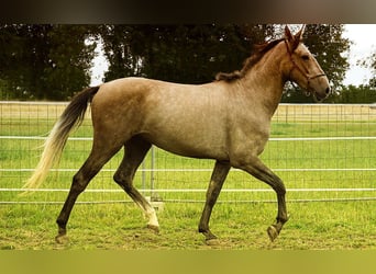 Andalusian, Gelding, 3 years, 15,3 hh, Buckskin