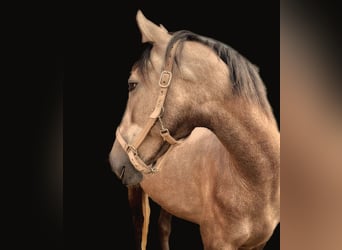 Andalusian, Gelding, 3 years, 15,3 hh, Buckskin