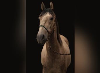 Andalusian, Gelding, 3 years, 15,3 hh, Buckskin