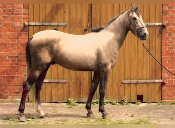 Andalusian, Gelding, 3 years, 15,3 hh, Buckskin