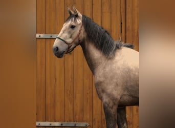 Andalusian, Gelding, 3 years, 15,3 hh, Buckskin
