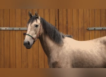 Andalusian, Gelding, 3 years, 15,3 hh, Buckskin