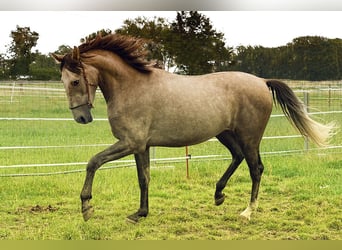 Andalusian, Gelding, 3 years, 15,3 hh, Buckskin