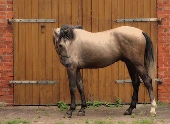 Andalusian, Gelding, 3 years, 15,3 hh, Buckskin