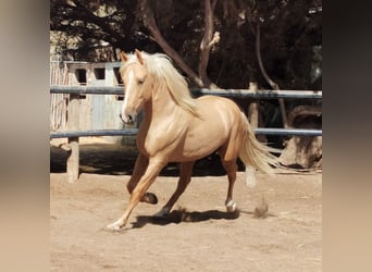 Andalusian, Gelding, 3 years, 15,3 hh, Palomino