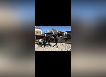 Andalusian, Gelding, 3 years, 16,1 hh, Brown