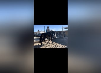 Andalusian, Gelding, 3 years, 16,1 hh, Brown