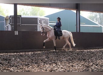 Andalusian Mix, Gelding, 3 years, 16.1 hh, Cremello