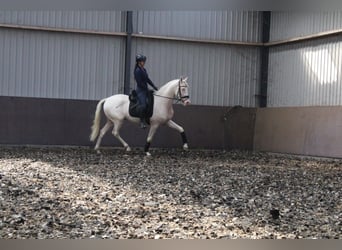 Andalusian Mix, Gelding, 3 years, 16.1 hh, Cremello