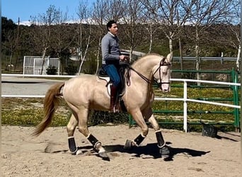 Andalusian, Gelding, 3 years, 16.1 hh, Perlino