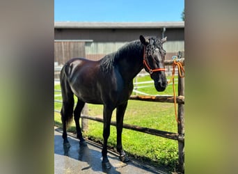 Andalusian, Gelding, 3 years, 16.2 hh, Black