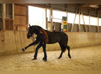 Andalusian, Gelding, 3 years, 16.2 hh, Black