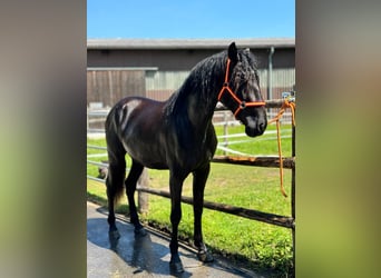 Andalusian, Gelding, 3 years, 16.2 hh, Black