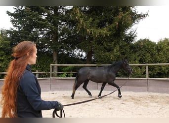 Andalusian, Gelding, 3 years, 16.2 hh, Black