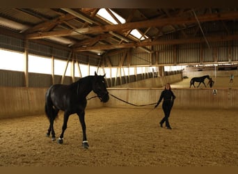 Andalusian, Gelding, 3 years, 16.2 hh, Black