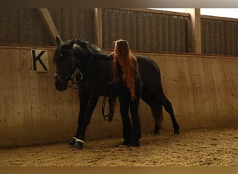 Andalusian, Gelding, 3 years, 16.2 hh, Black