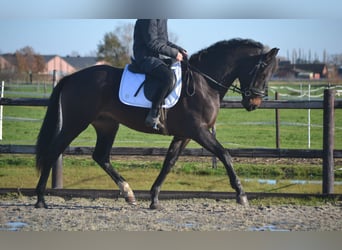 Andalusian, Gelding, 3 years, 16 hh, Bay-Dark