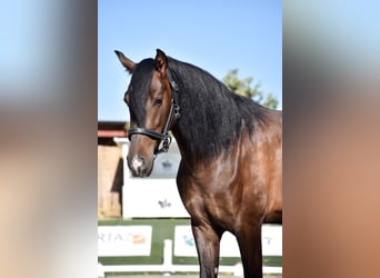 Andalusian, Gelding, 3 years, 16 hh, Brown