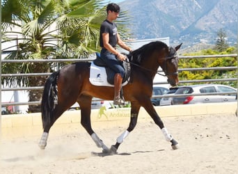 Andalusian, Gelding, 3 years, 16 hh, Brown