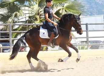Andalusian, Gelding, 3 years, 16 hh, Brown