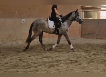 Andalusian, Gelding, 3 years, 16 hh, Gray