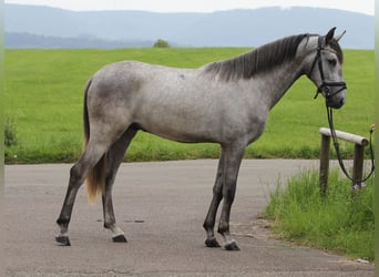 Andalusian, Gelding, 3 years, 16 hh, Gray