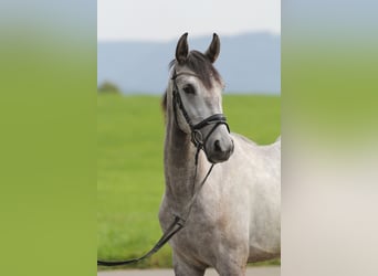 Andalusian, Gelding, 3 years, 16 hh, Gray