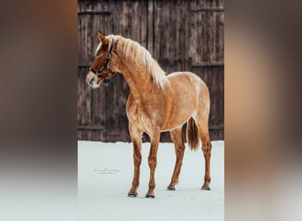Andalusian, Gelding, 3 years, 16 hh, Roan-Red