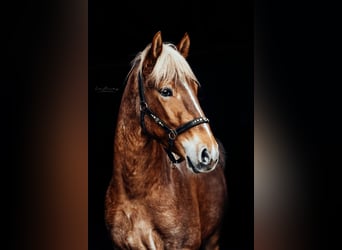 Andalusian, Gelding, 3 years, 16 hh, Roan-Red