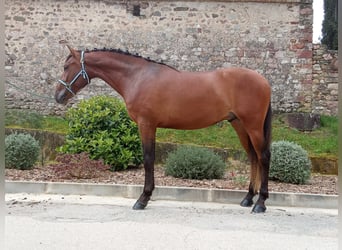 Andalusian, Gelding, 3 years, 16,1 hh, Bay